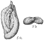 Spiroloculina arenata