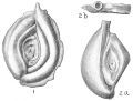 Chromista - Foraminifera (foraminifers)