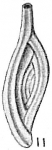 Spiroloculina depressa var. cymbia
