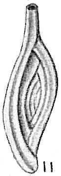 Spiroloculina depressa var. cymbia