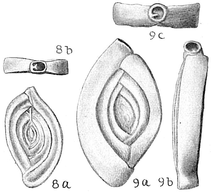 Spiroloculina depressa