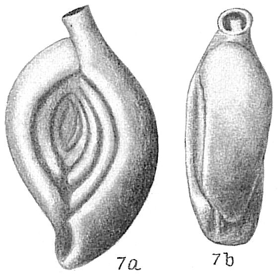 Spiroloculina eximia