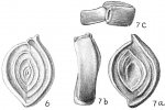 Chromista - Foraminifera (foraminifers)