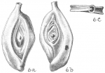 Chromista - Foraminifera (foraminifers)