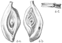Spiroloculina ornata