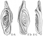 Chromista - Foraminifera (foraminifers)