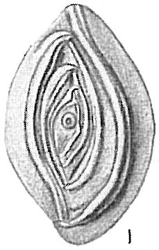 Spiropthalmidium acutimargo Spiropthalmidium acutimargo