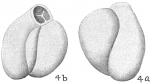 Chromista - Foraminifera (foraminifers)