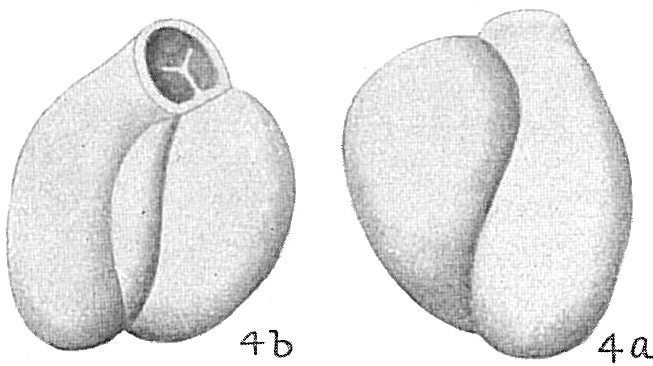 Triloculina anconensis Triloculina anconensis
