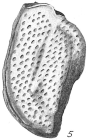 Triloculina bicarinata