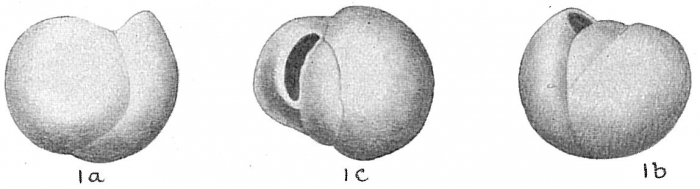 Triloculina bucculenta