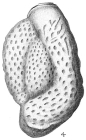 Triloculina carinata