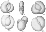 Chromista - Foraminifera (foraminifers)