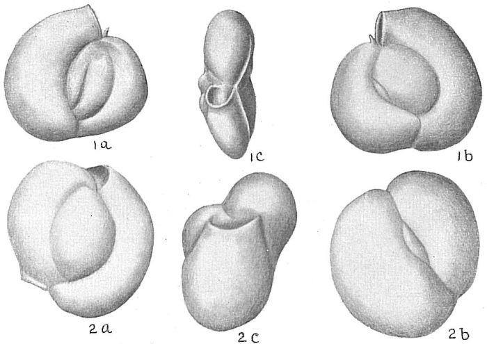 Triloculina circularis Triloculina circularis