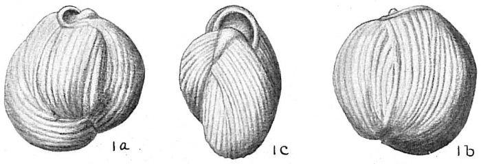 Triloculina fichtelliana