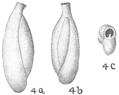Triloculina gracilis