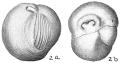 Chromista - Foraminifera (foraminifers)