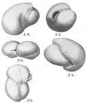 Triloculina labiosa