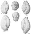 Chromista - Foraminifera (foraminifers)