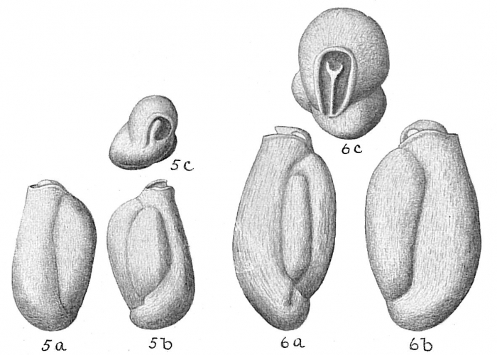 Triloculina planciana