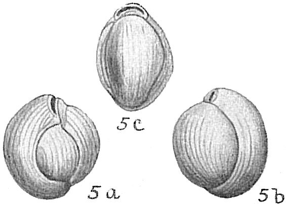 Triloculina suborbicularis
