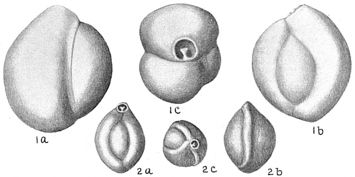 Triloculina trigonula Triloculina trigonula