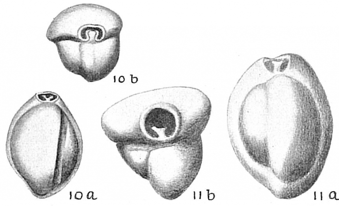 Triloculina trigonula Triloculina trigonula