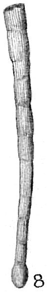Tubinella funalis Tubinella funalis