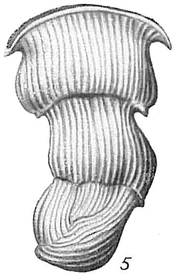 Vertebralina cassis var. mucronata