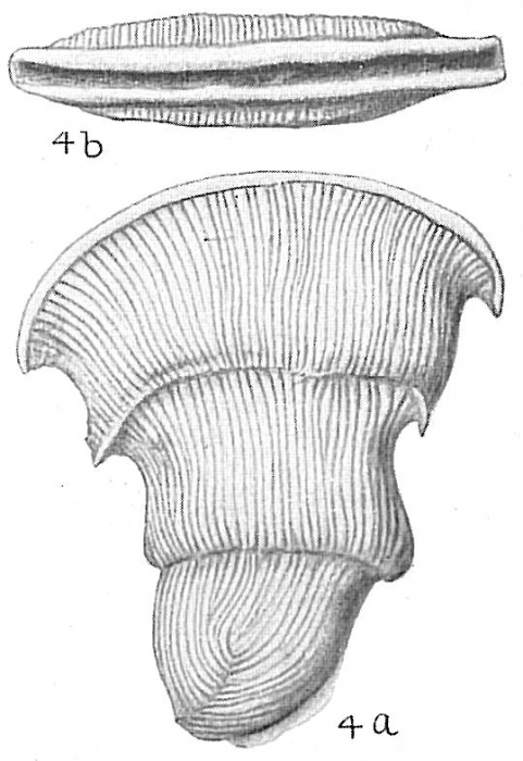 Vertebralina cassis Vertebralina cassis