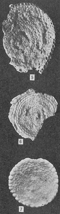 Amphisorus hemprichii Amphisorus hemprichii