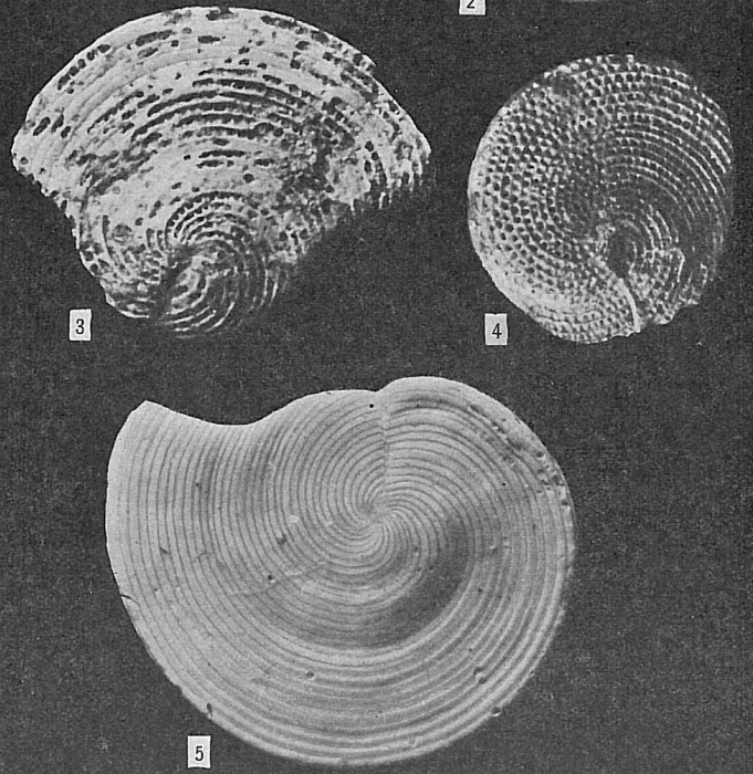 Archaias angulatus