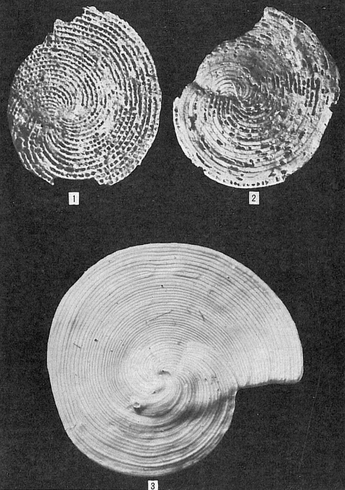 Archaias angulatus Archaias angulatus