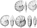 Chromista - Foraminifera (foraminifers)