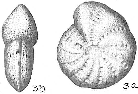 Elphidium advenum margaritaceum Elphidium advenum margaritaceum