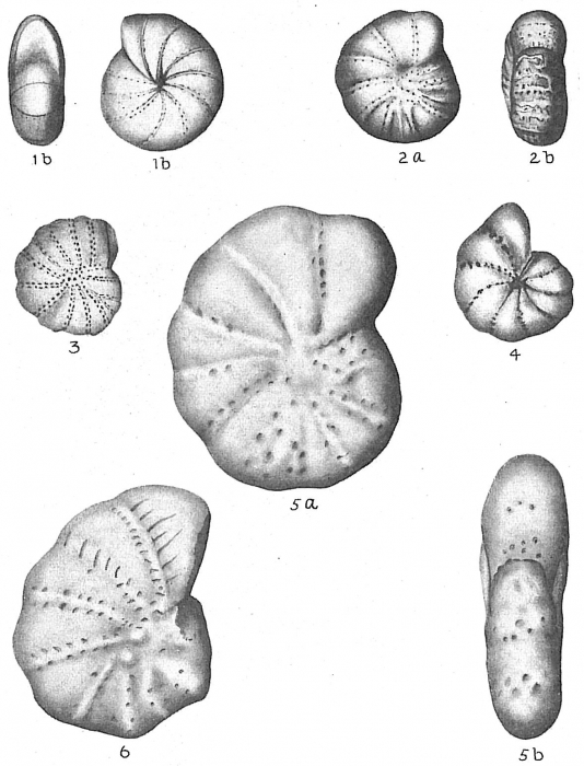 Elphidium arcticum