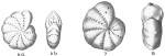 Chromista - Foraminifera (foraminifers)