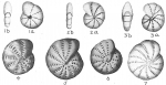 Chromista - Foraminifera (foraminifers)