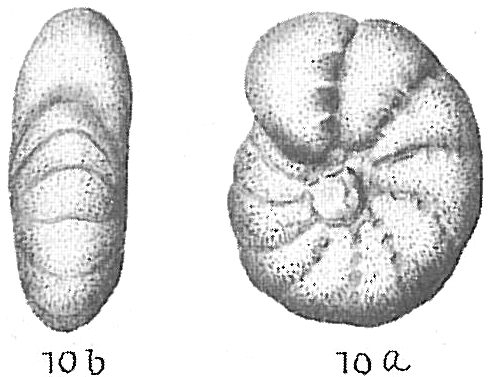 Elphidium incertum clavatum Elphidium incertum clavatum
