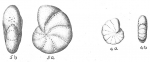 Chromista - Foraminifera (foraminifers)