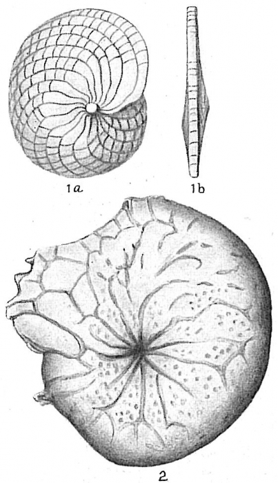 Heterostegina antillarum Heterostegina antillarum