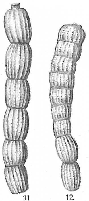 Monalysidium politum Monalysidium politum