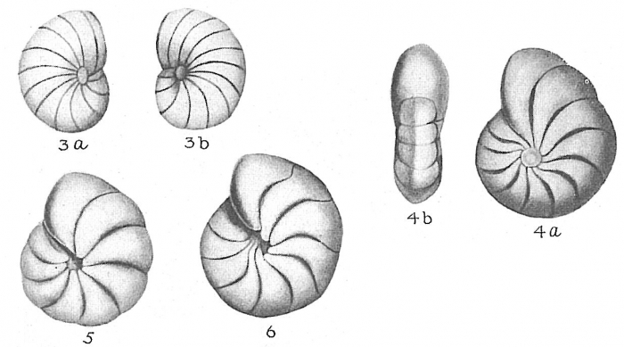Nonion depressulum Nonion depressulum