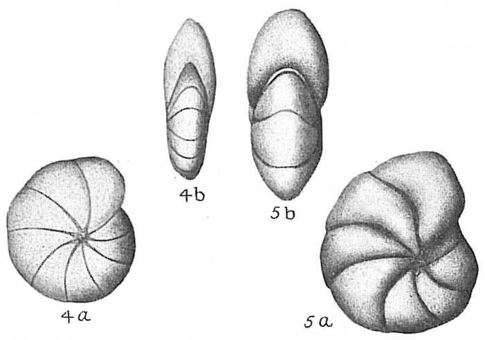 Nonion germanicum Nonion germanicum