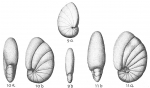 Chromista - Foraminifera (foraminifers)