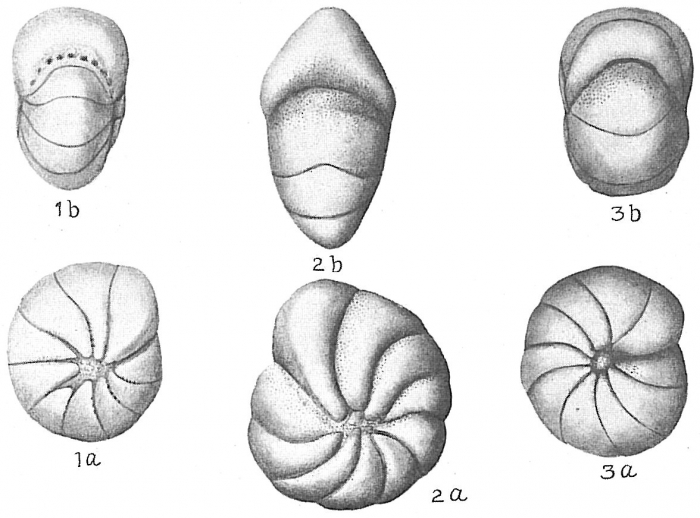 Nonion orbiculare Nonion orbiculare