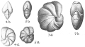 Chromista - Foraminifera (foraminifers)