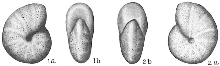 Nonion pompilioides Nonion pompilioides