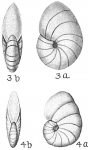 Chromista - Foraminifera (foraminifers)