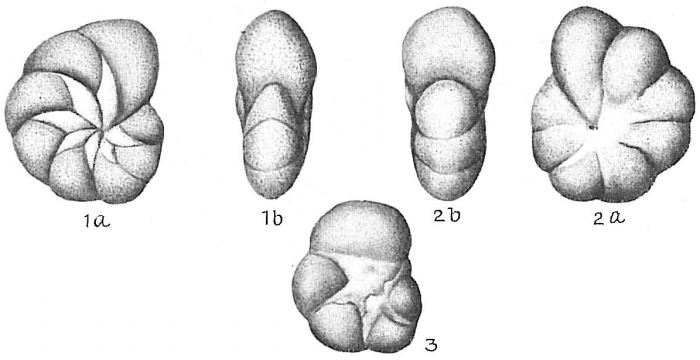 Nonion stelligerum Nonion stelligerum